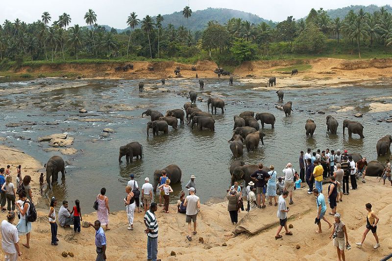 Turisztikai látványosság: elefántok a vízben a Srí Lanka-i Pinnawala Elefántárvaházban, 2006. Fotó: Wouter Hagens/WIkimedia Commons