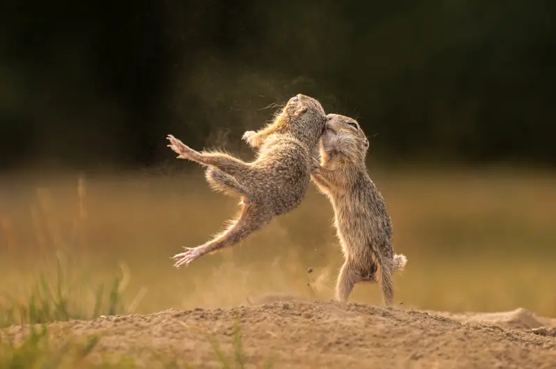 Ambrus Tímea: Kungfu