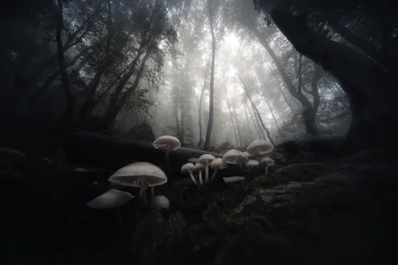 Sviretsov Radoslav: The Dark Forest of Vitosha mountain