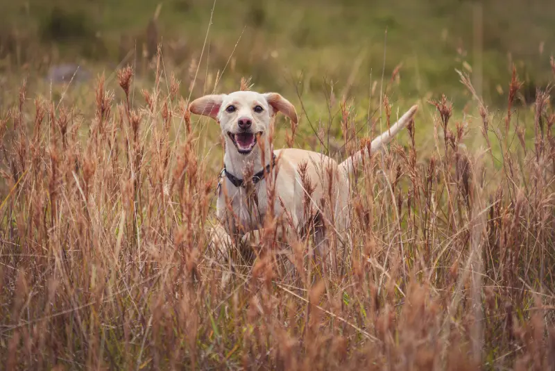 closeup shot labrador hifon brown grass field Forrás: Freepik