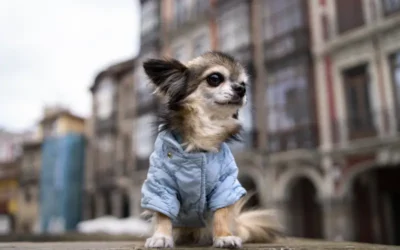 cute chihuahua dog. Forrás: Freepik
