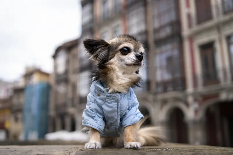 cute chihuahua dog. Forrás: Freepik