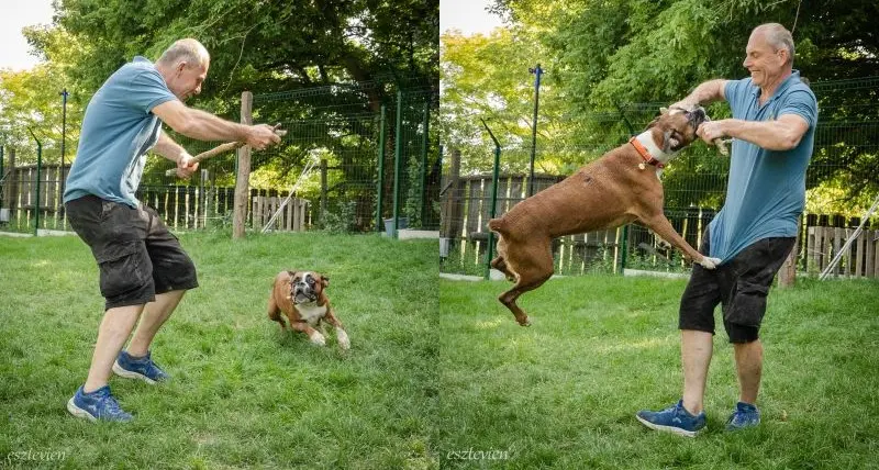 Bella. Életvirága kutyapanzió és kutyanapközi. Fotó: Váradi Vivien Eszter