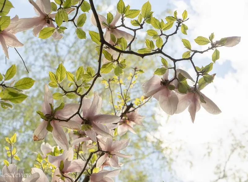Agostyáni Arborétum. Fotó: Váradi Vivien Eszter
