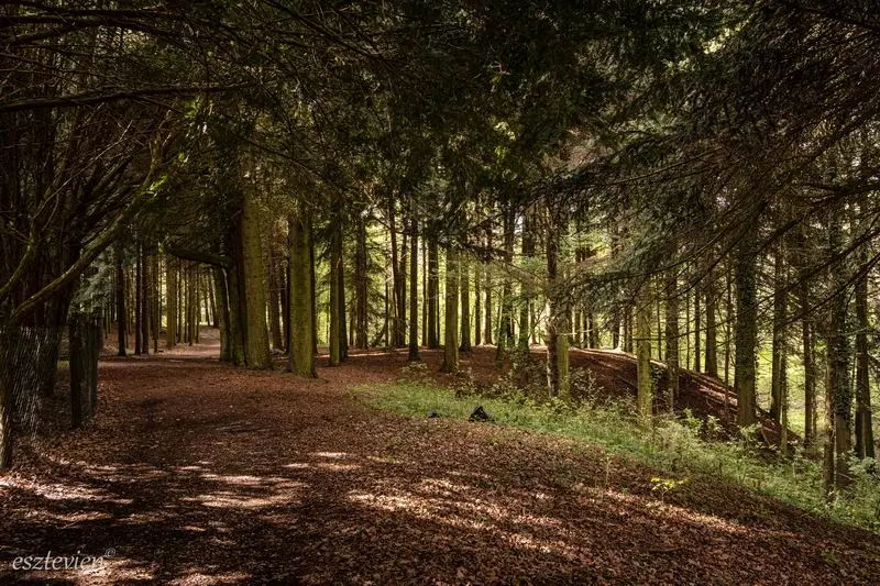 Agostyáni Arborétum. Fotó: Váradi Vivien Eszter