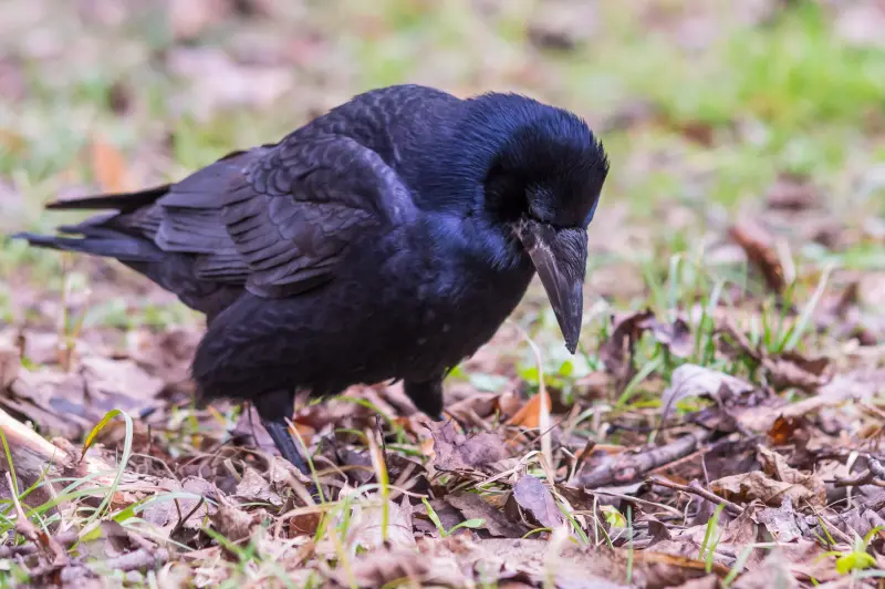 vetési varjú. Fotó: wirestock / Freepik