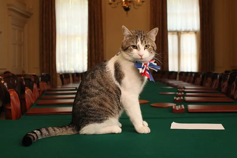 Larry_Chief_Mouser