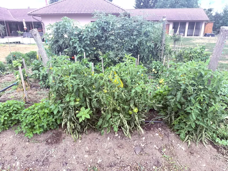 A garázs mellett zöldségeskert: bab, hagyma, paprika, paradicsom, borsó. Tiszakóród, Adorján László