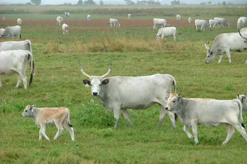 Szürkemarha Magyar szürkemarhák a Fertőd-Hanság Nemzeti Parkban. Fotó: Bárdos Dezső, Pintye Dávid / Wikimedia Commons